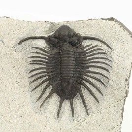 Acanthopyge sp.