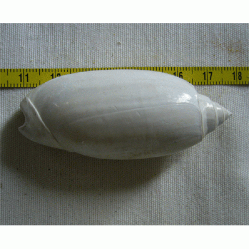 Oliva sp.