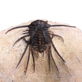 Dicranurus monstrosus 