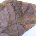 Crinoideo 