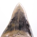 Carcharocles megalodon