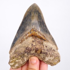 Carcharocles megalodon