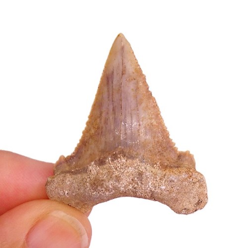 Palaeocarcharodon orientalis