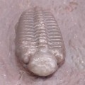 Eocryphops sp.