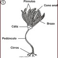 Liliocrinus polydactylus