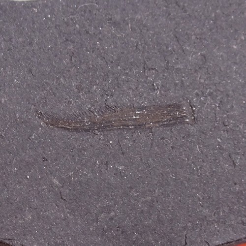 Listracanthus sp.